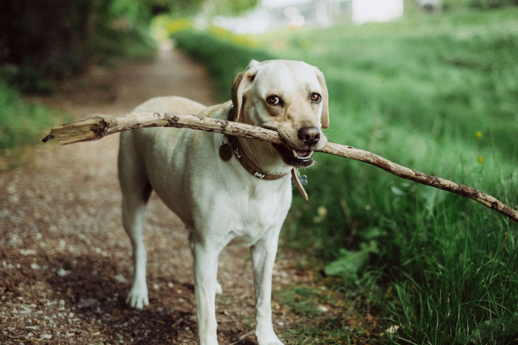 Chiot assis dans l'herbe