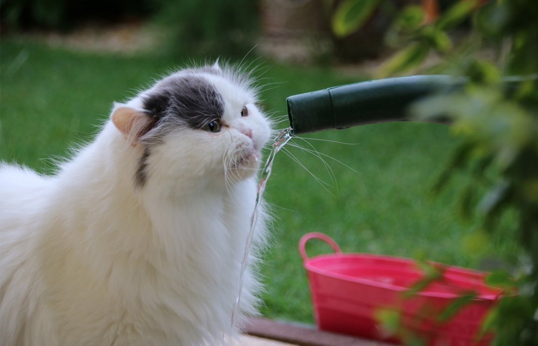 Mon Chat A La Diarrhee Que Faire Comment La Prevenir