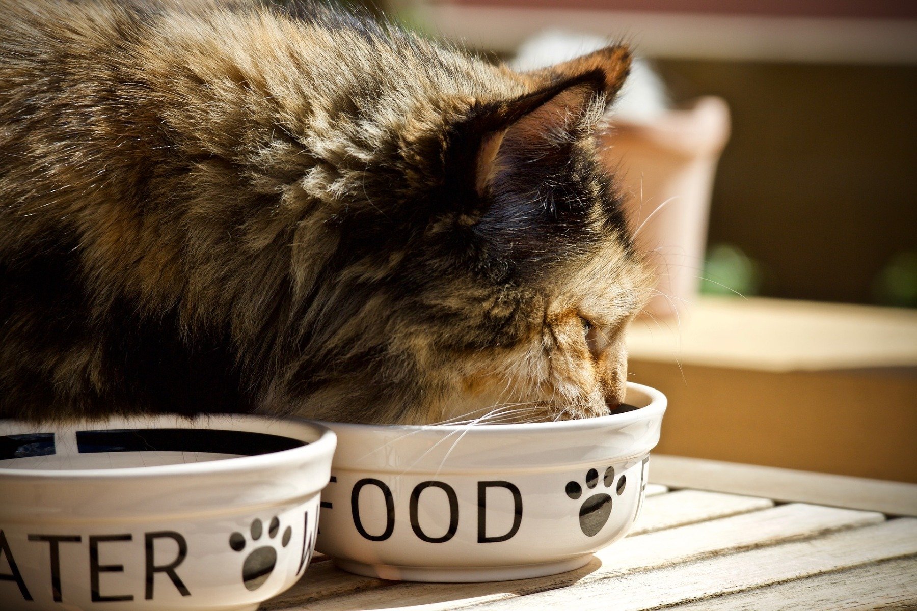 Ce chat est penché sur son bol de nourriture