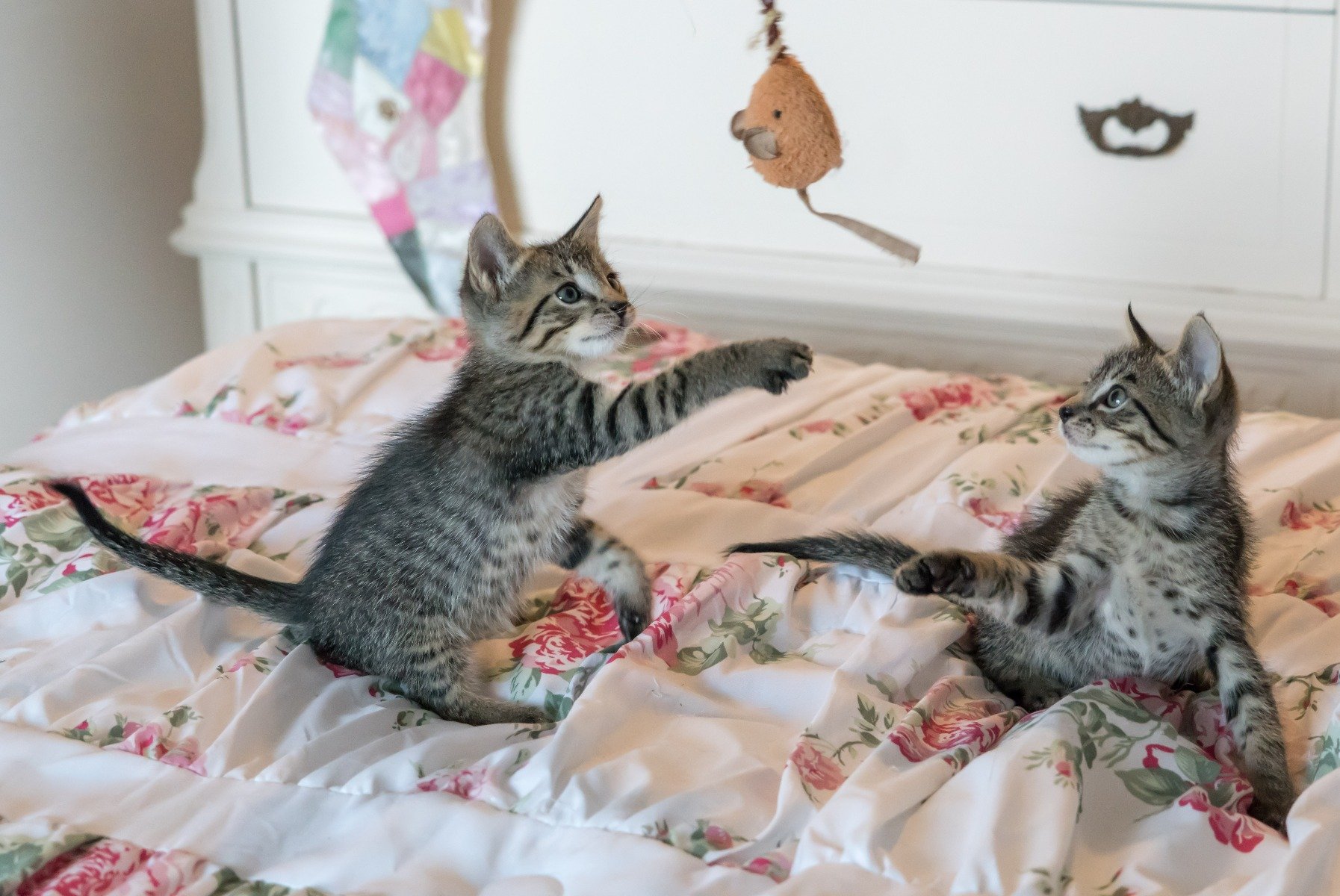 Ces chats jouent avec des jouets pour chats durables