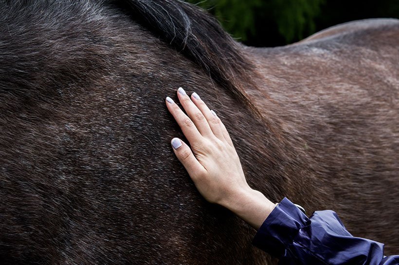 Eine Hand steichelt Pferdefell Eine Hand steichelt Pferdefell