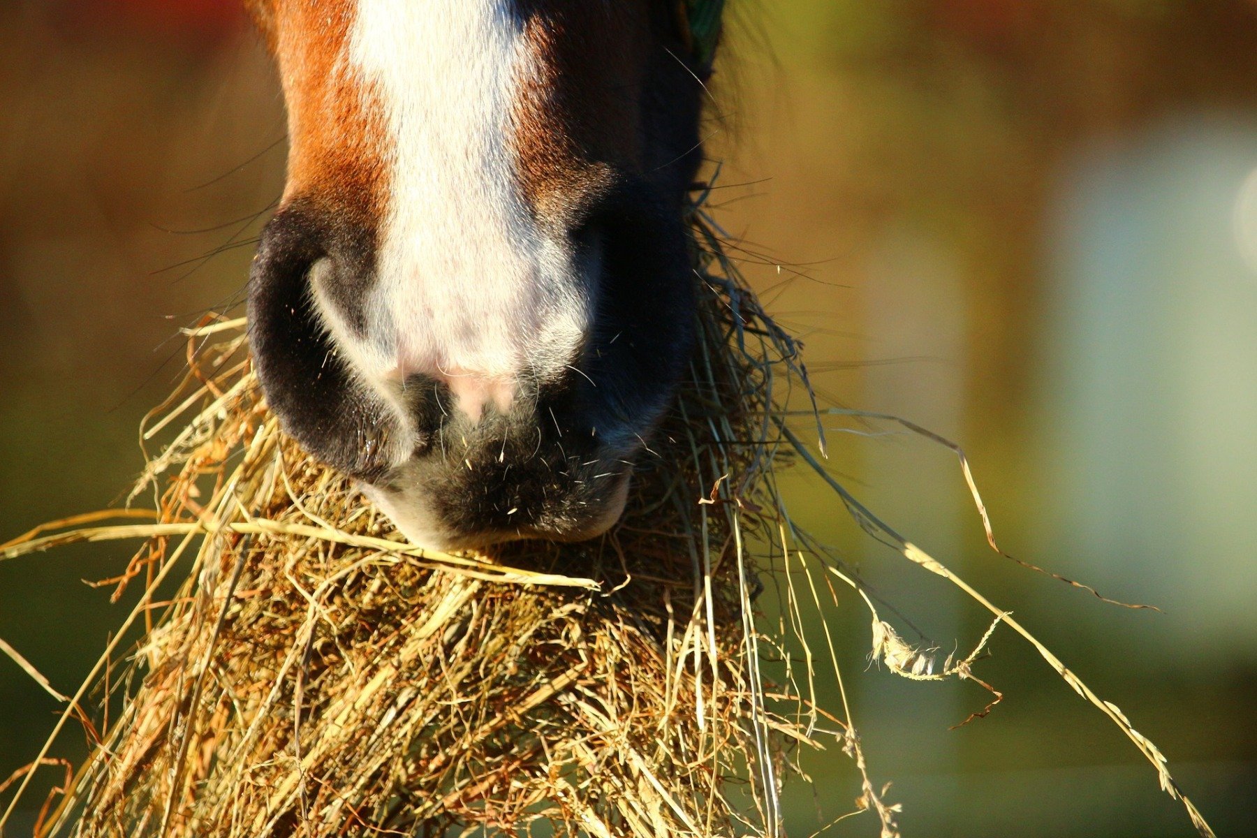 Le cheval mange du foin