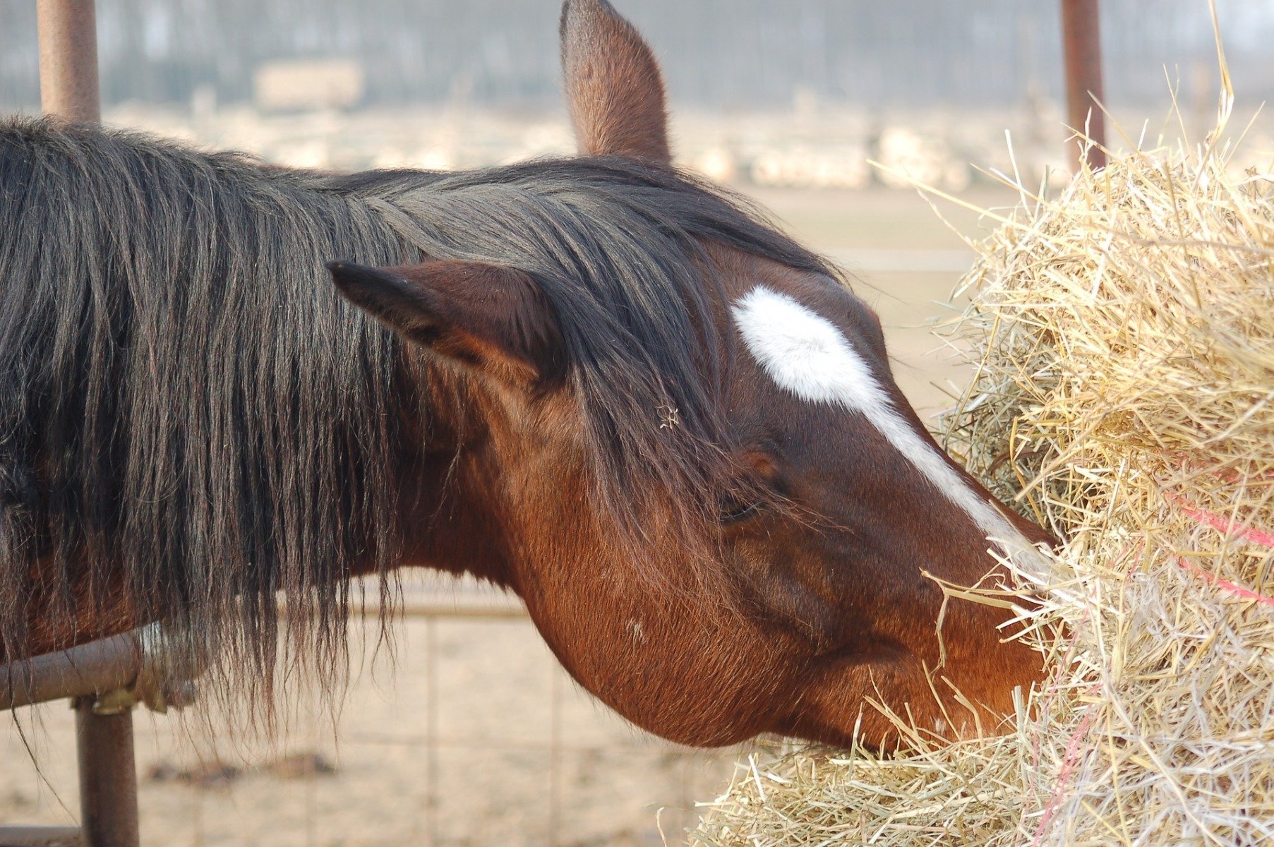 Cheval mangeant du foin 