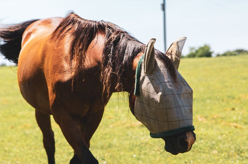 Un cheval avec un masque anti-UV dans un pré