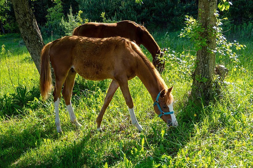 Des chevaux en train de brouter au pré