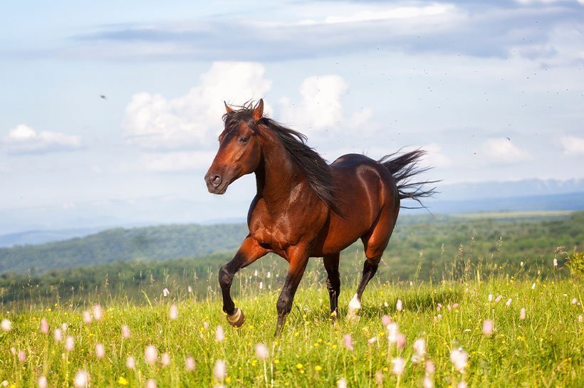 Un cheval à la robe baie en train de galoper dans un pré