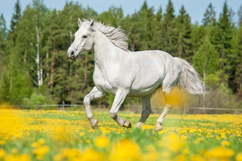 Un cheval blanc en train de galoper dans la prairie