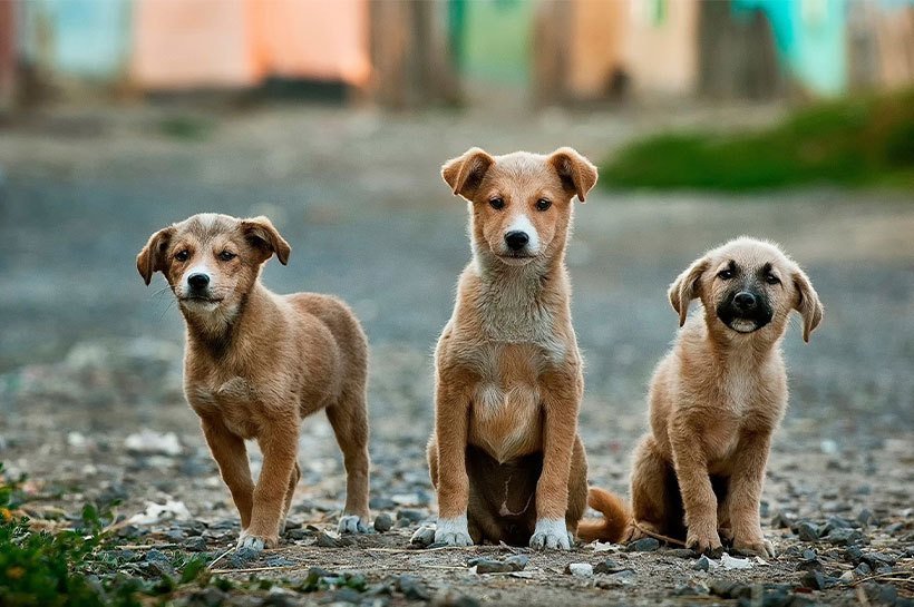 Trois chiots à adopter dans un refuge 