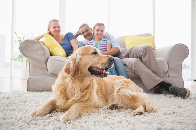 Une famille sur le canapé et son chien Golden Retriever
