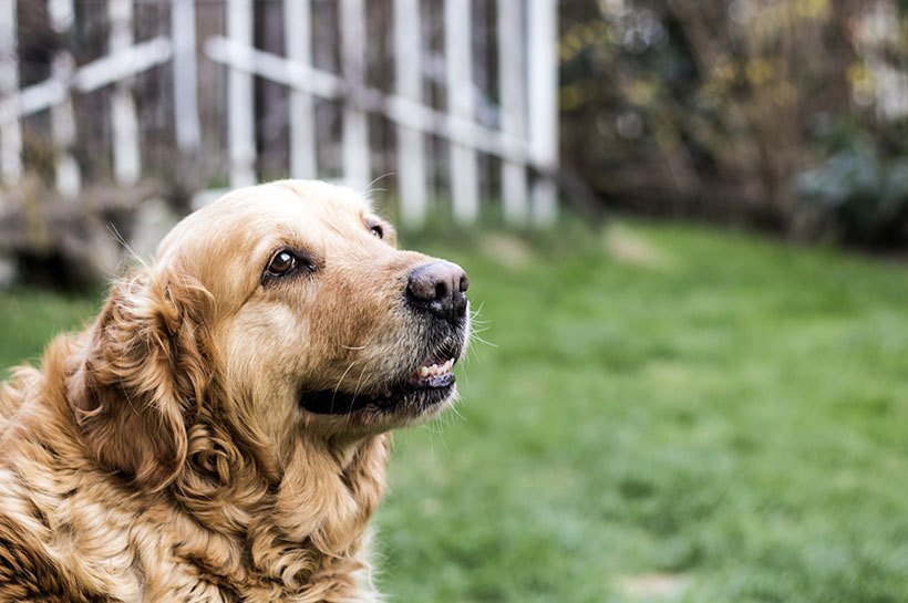 Chien senior dans un jardin