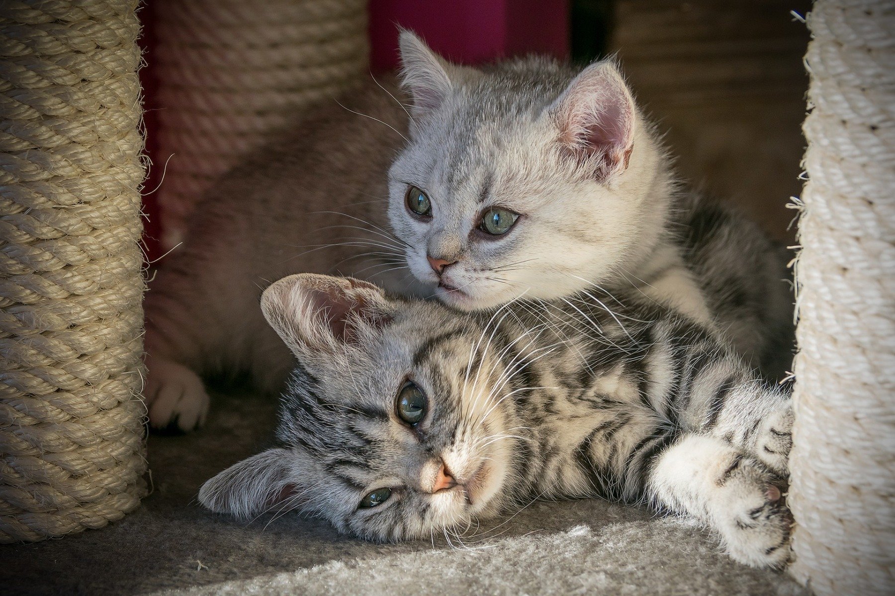 Adopter Un Chaton Comment Quand A Quel Age