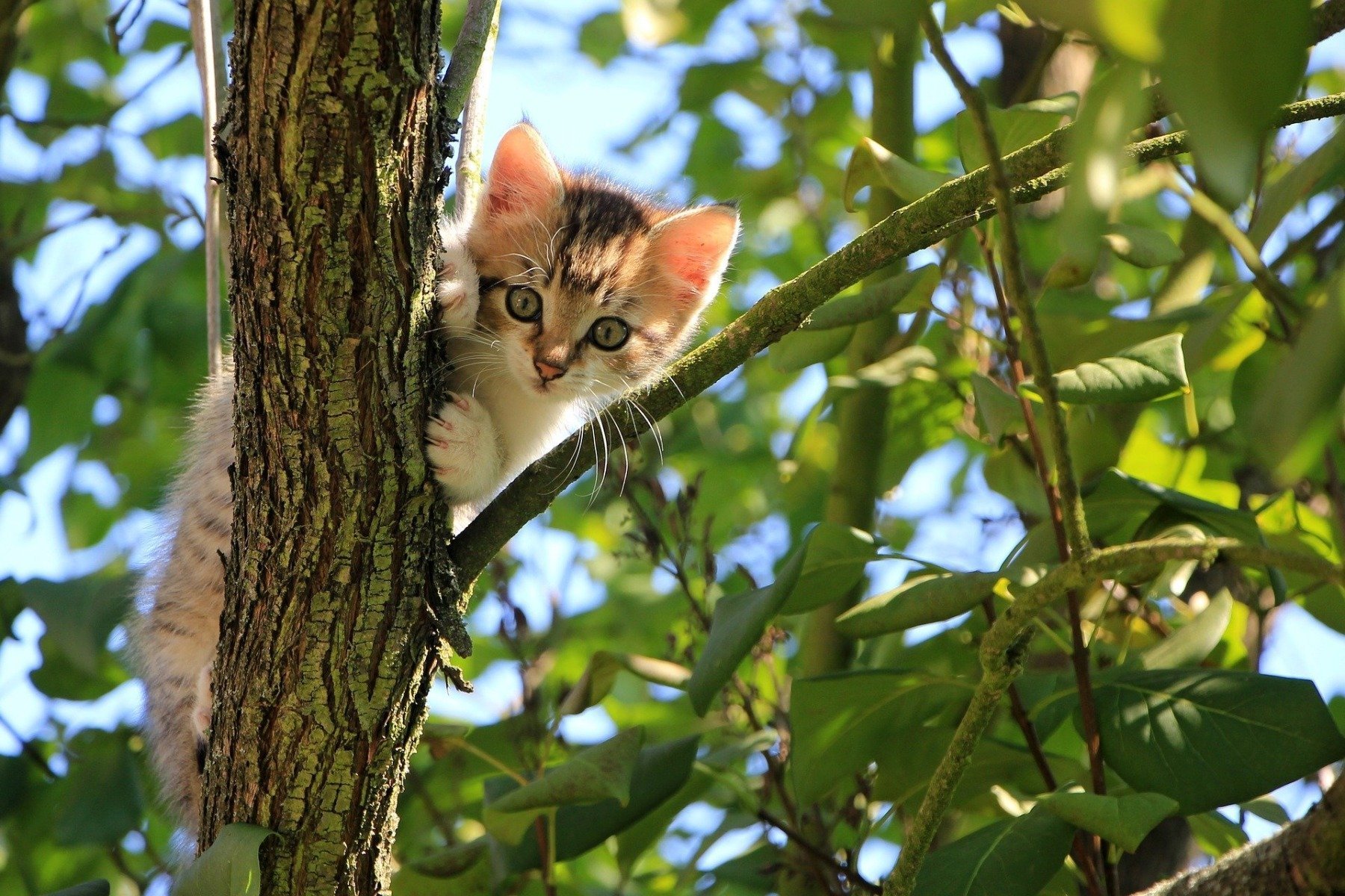 Chat Qui Miaule Pourquoi Mon Chat Miaule Comment Le