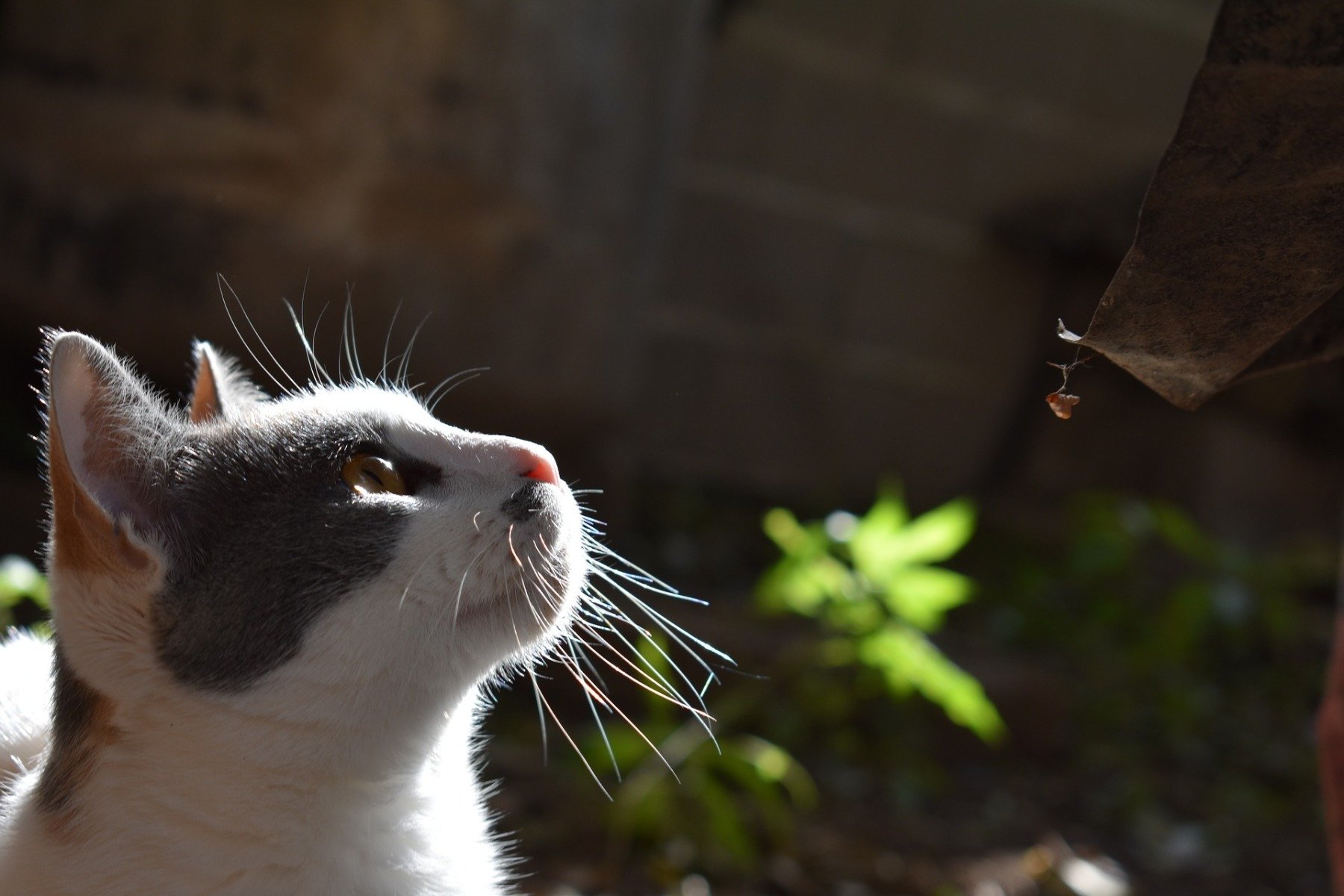 Teigne Du Chat Comment La Reconnaitre La Prevenir