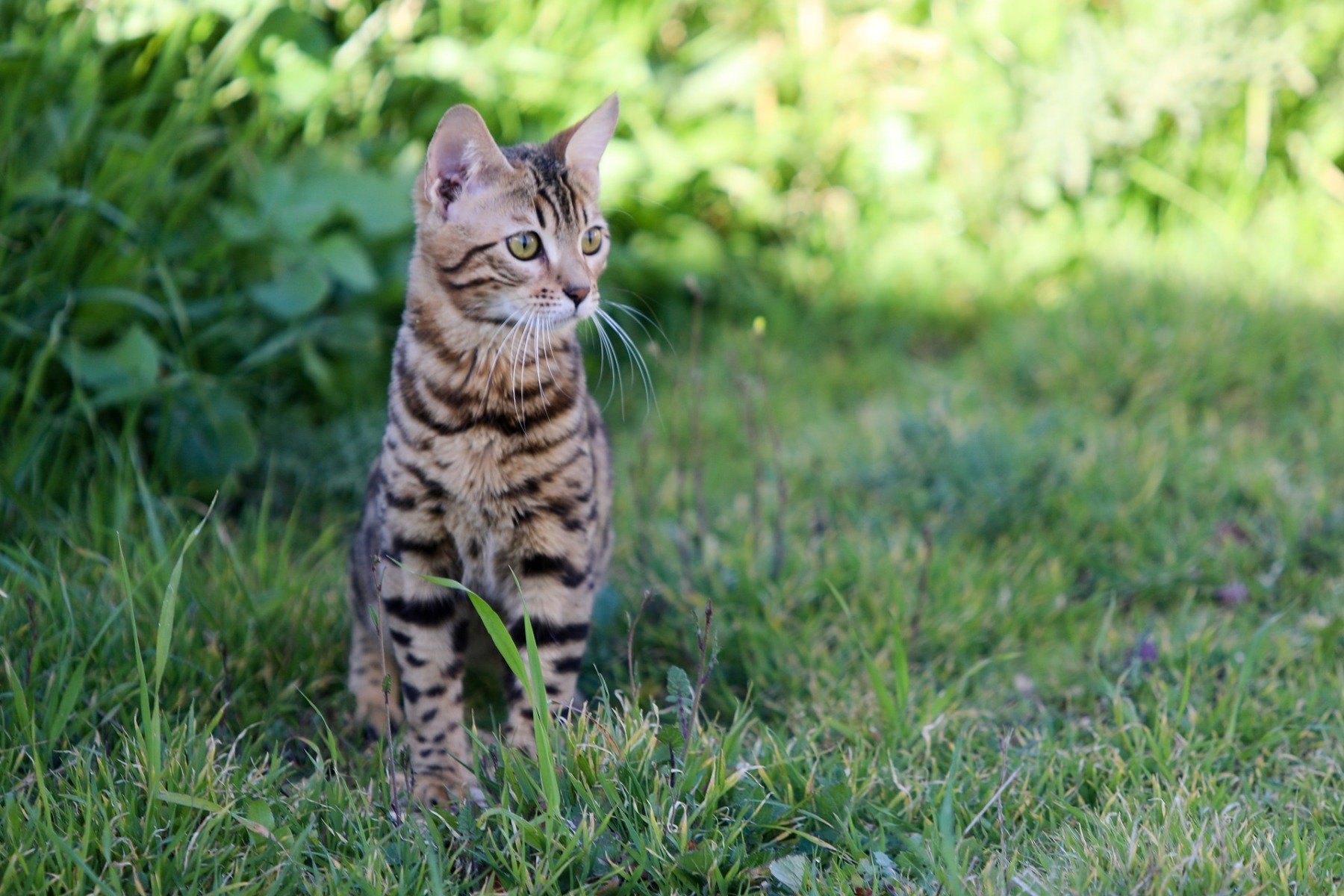 Le Chat Bengal Fauve En Miniature Calin Et Joueur