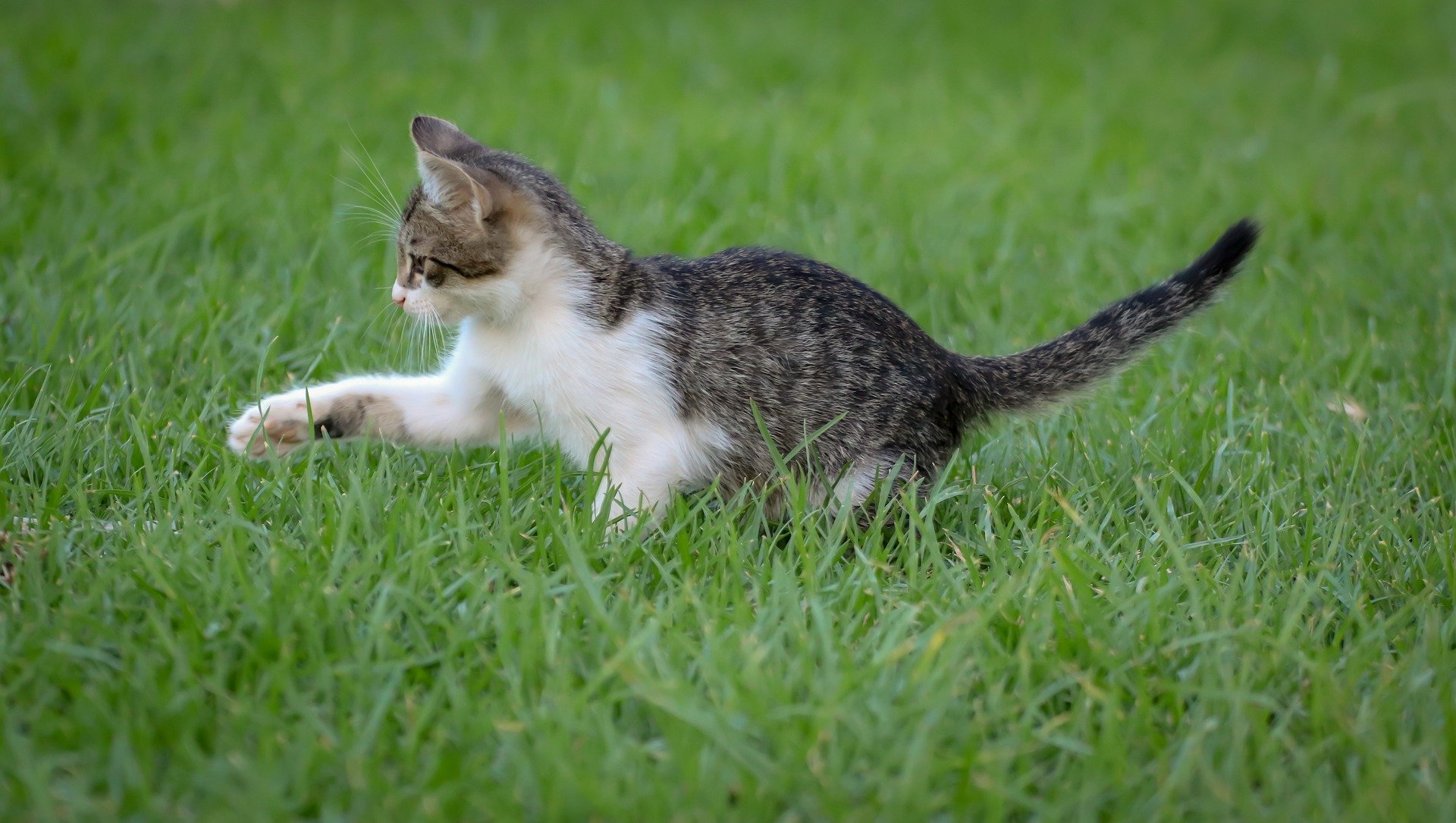 Adopter Un Chaton Comment Quand A Quel Age