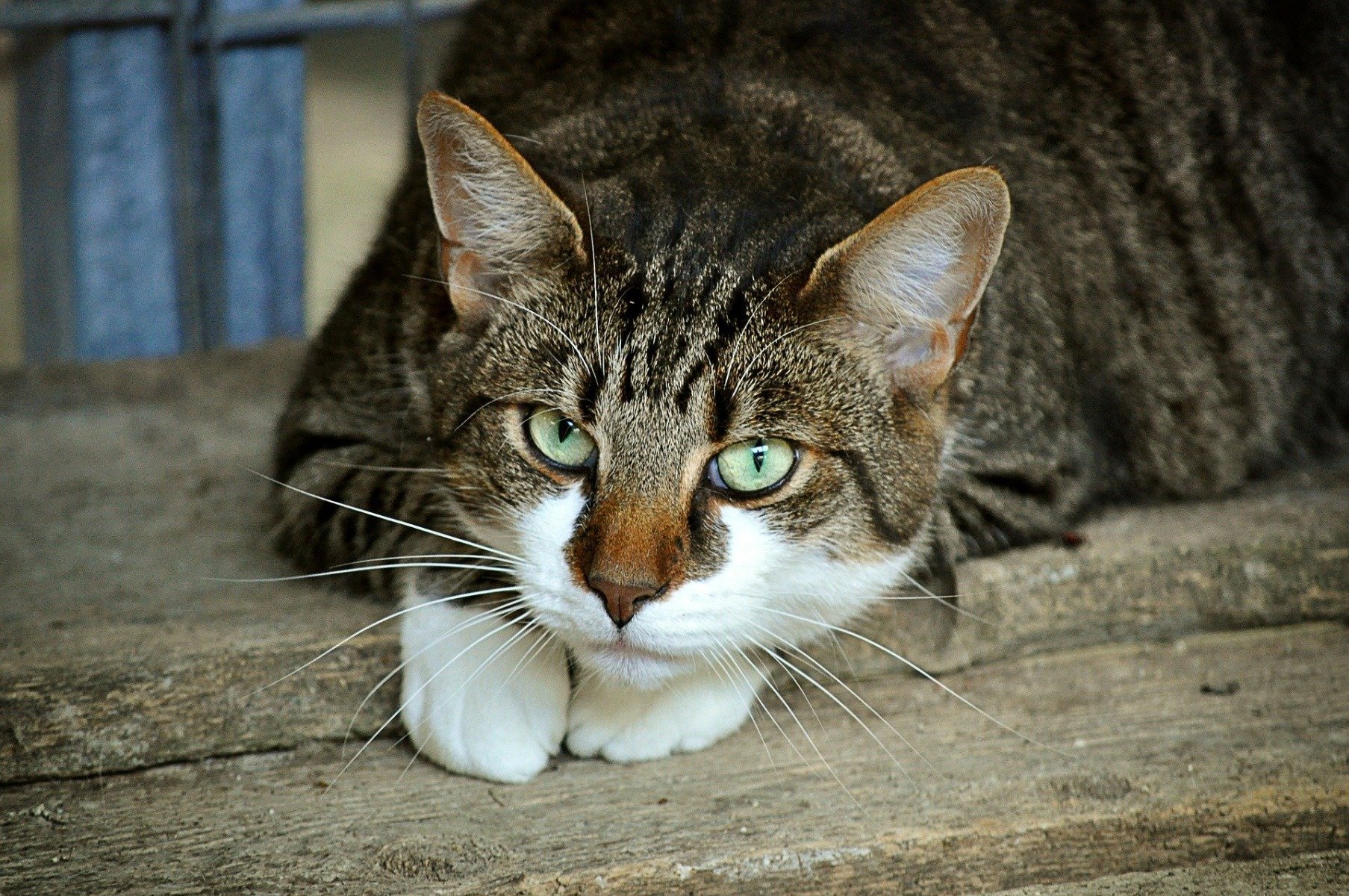 Vermifugation Du Chat Pourquoi Vermifuger Comment Quelle Frequence