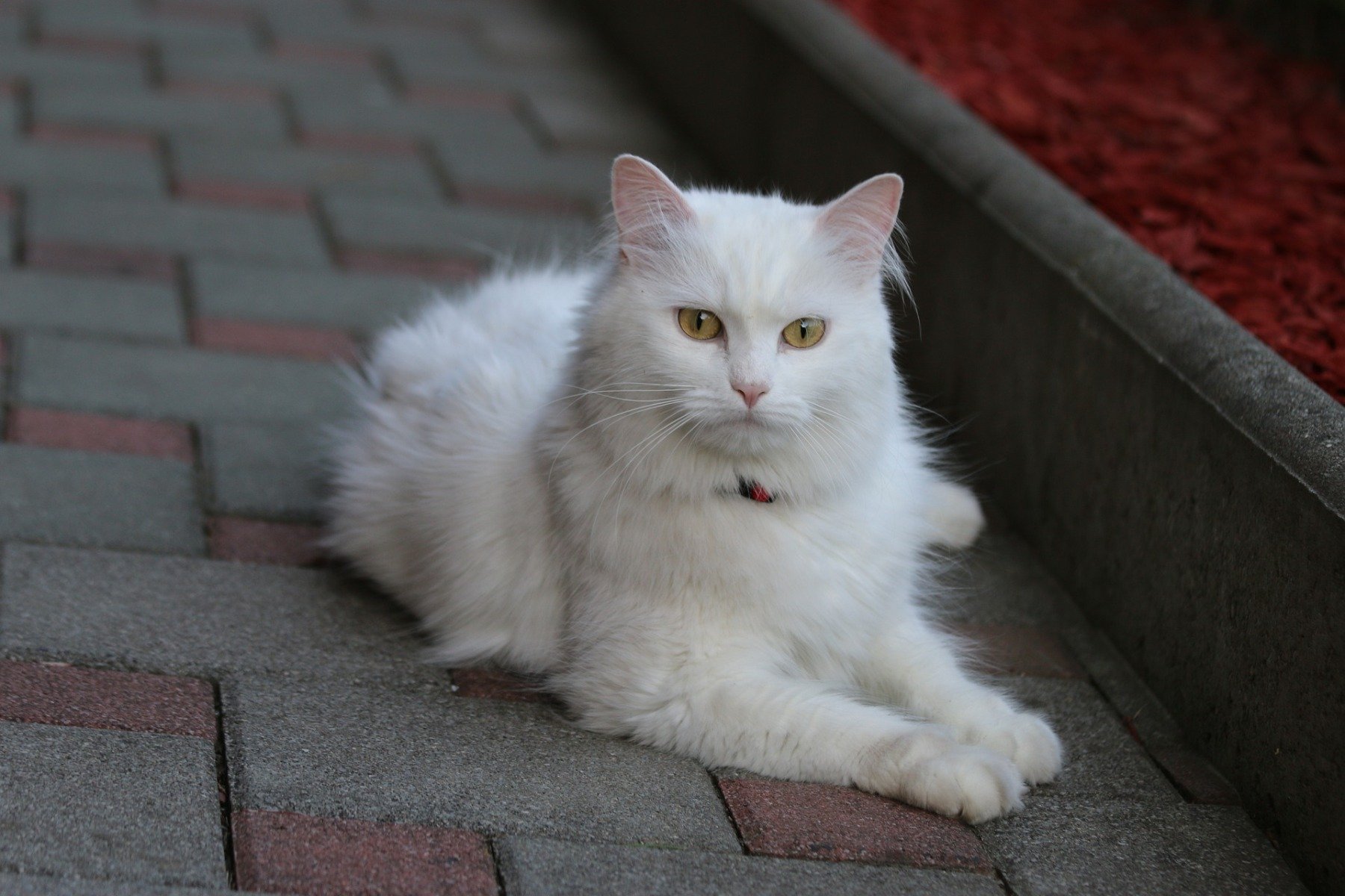 Chat Angora Un Chat Elegant Affectueux Joueur A La Douce Fourrure