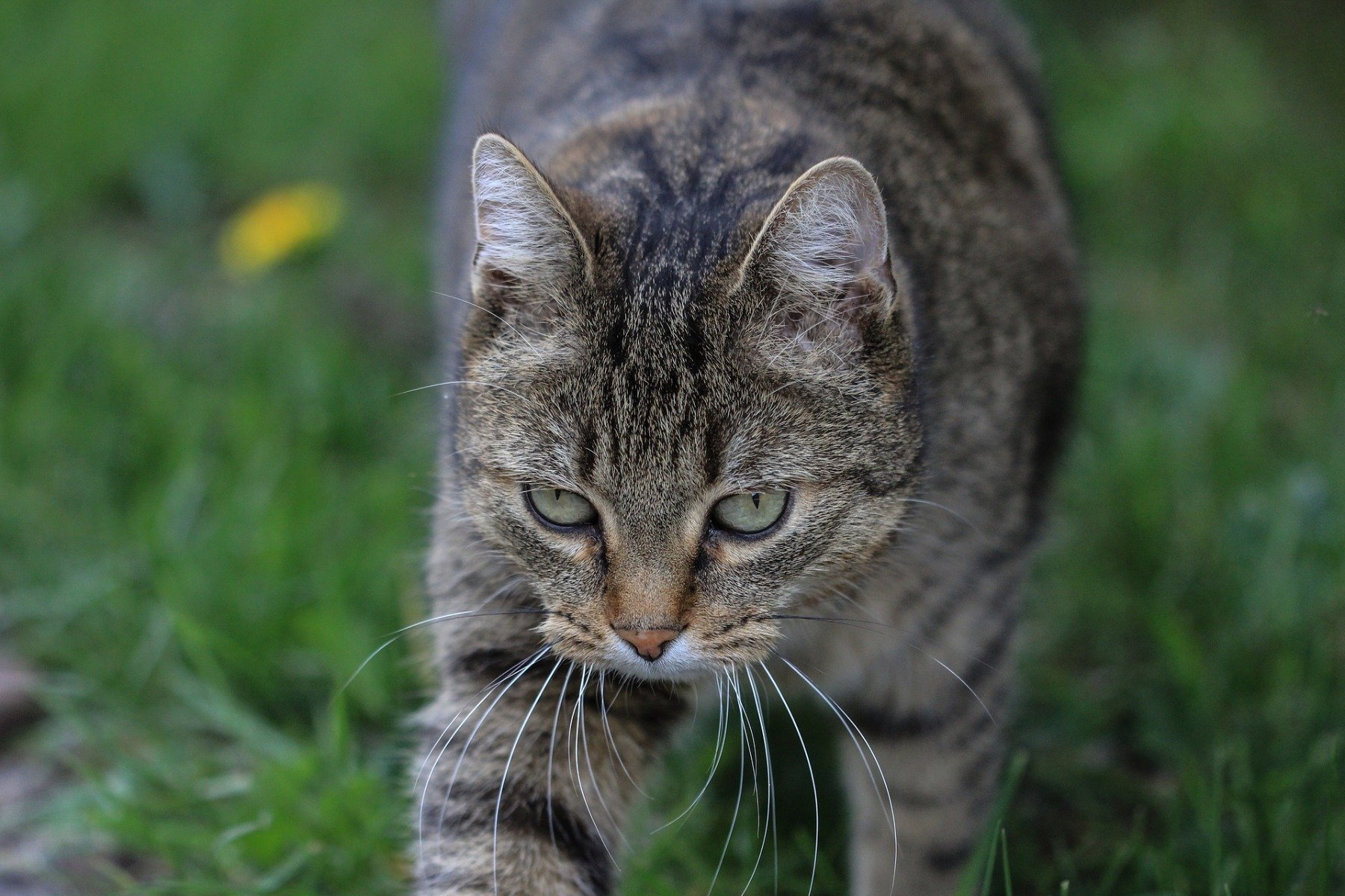 Chat Europeen European Shorthair Actif Robuste Affectueux