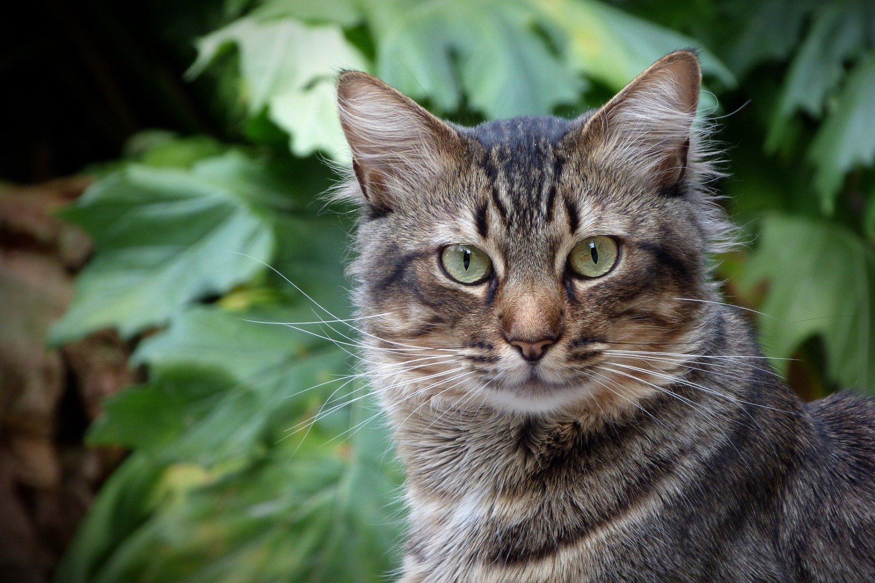 les phéromones de synthèse magiques pour un chat agressif