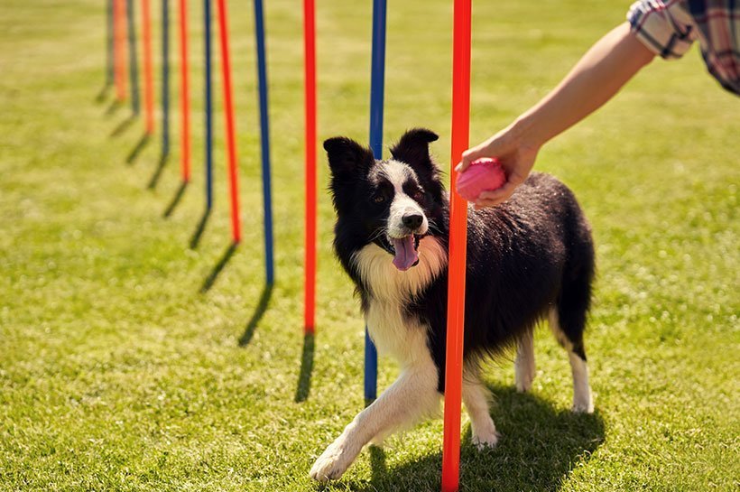 Border Collie à l'entraînement au slalom d'agility