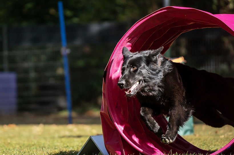 Chien noir qui franchit un tunnel d'agility