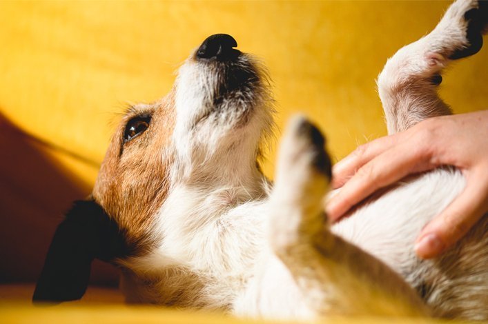 Chien sur le dos en train de se faire caresser le ventre