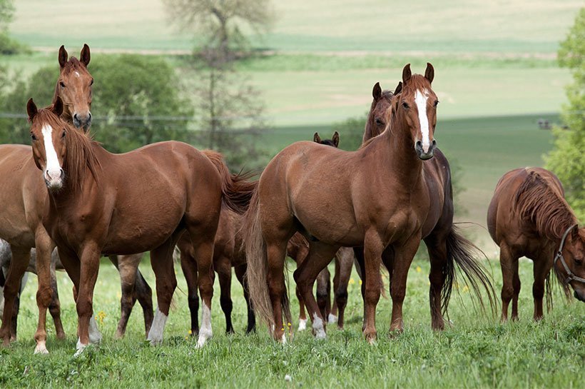 cheval accompagné de plusieurs compagnons qui regarde dans notre direction