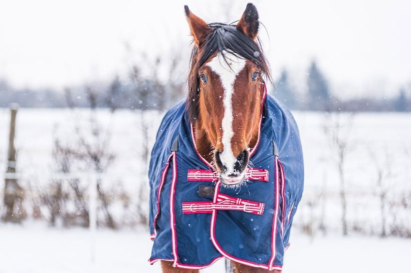 cheval en hiver en extérieur sous la neige