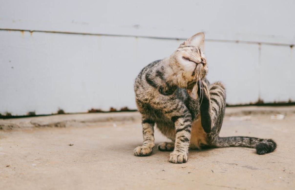 chat démangeaisons 