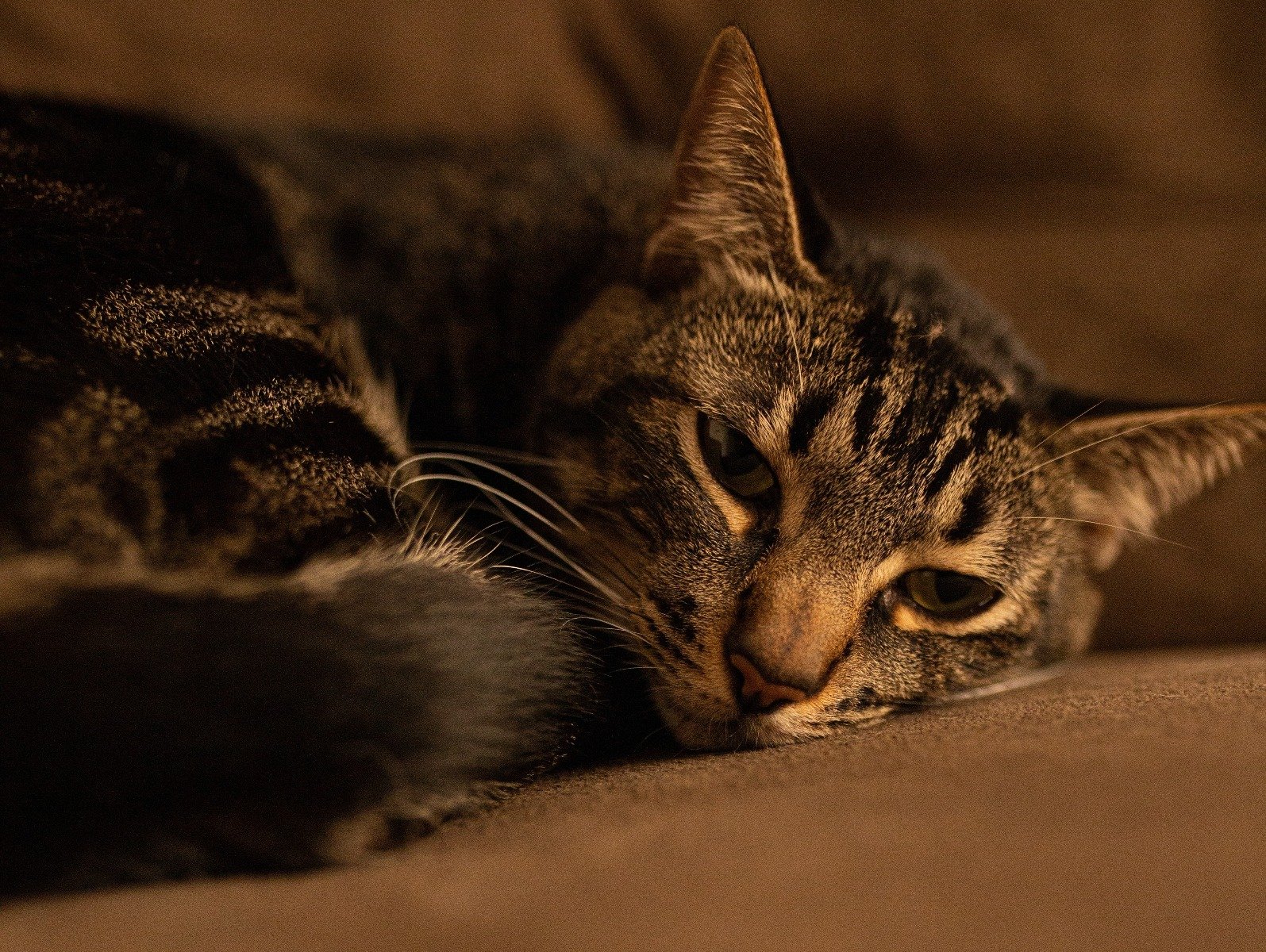 chat mignon se repose sur un canapé