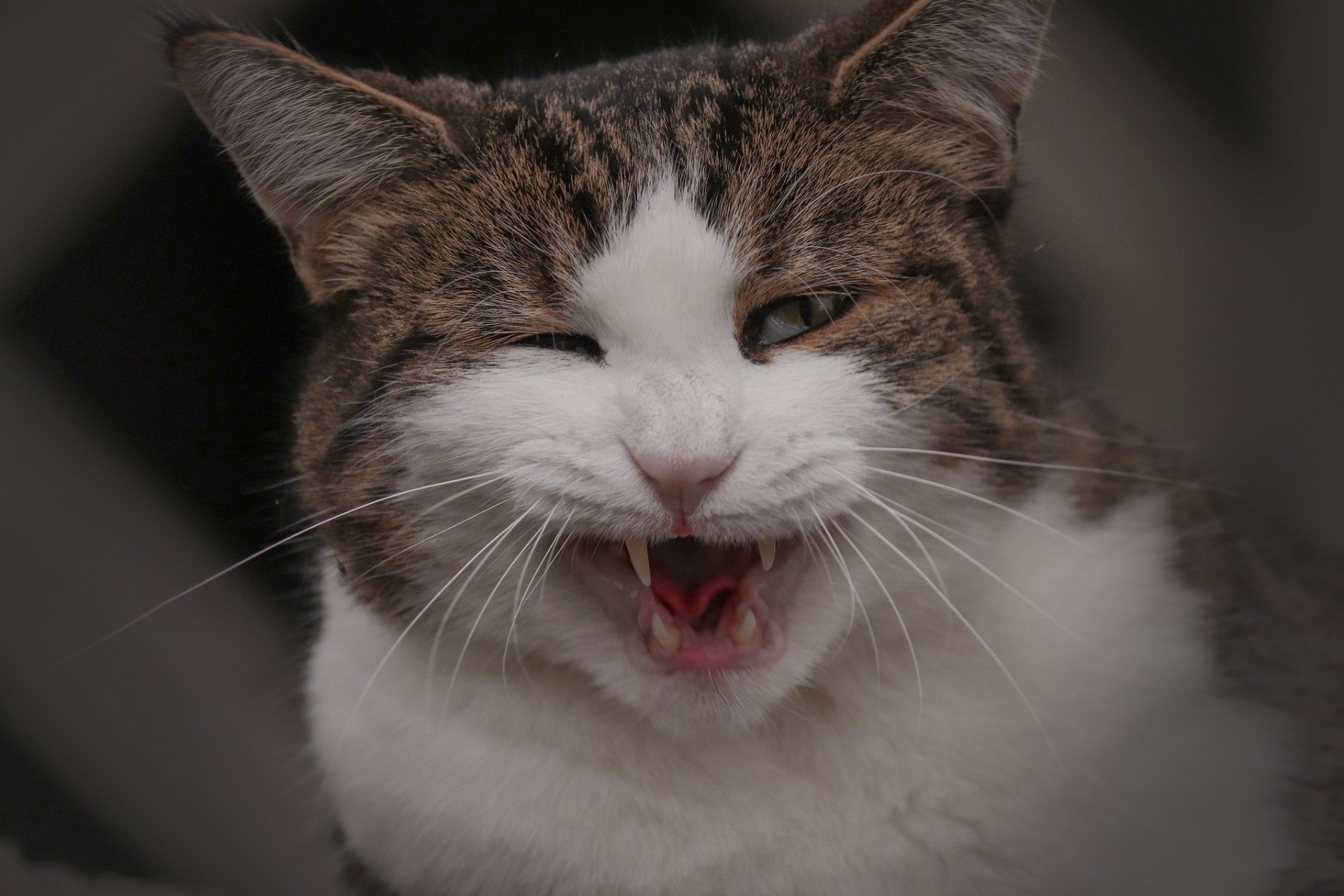 un chat tigré au poil court semble tousser