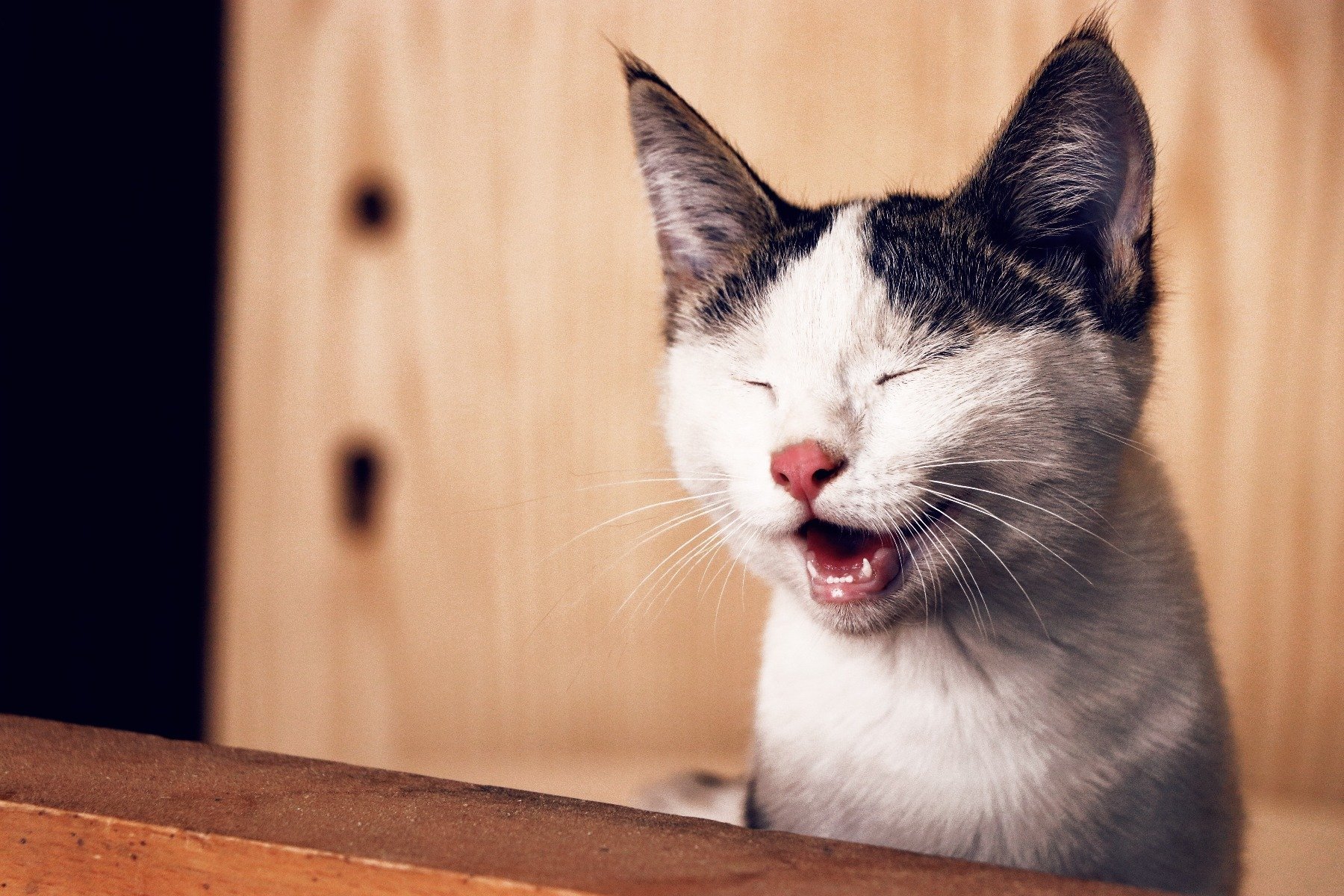 chaton qui tousse vue de près