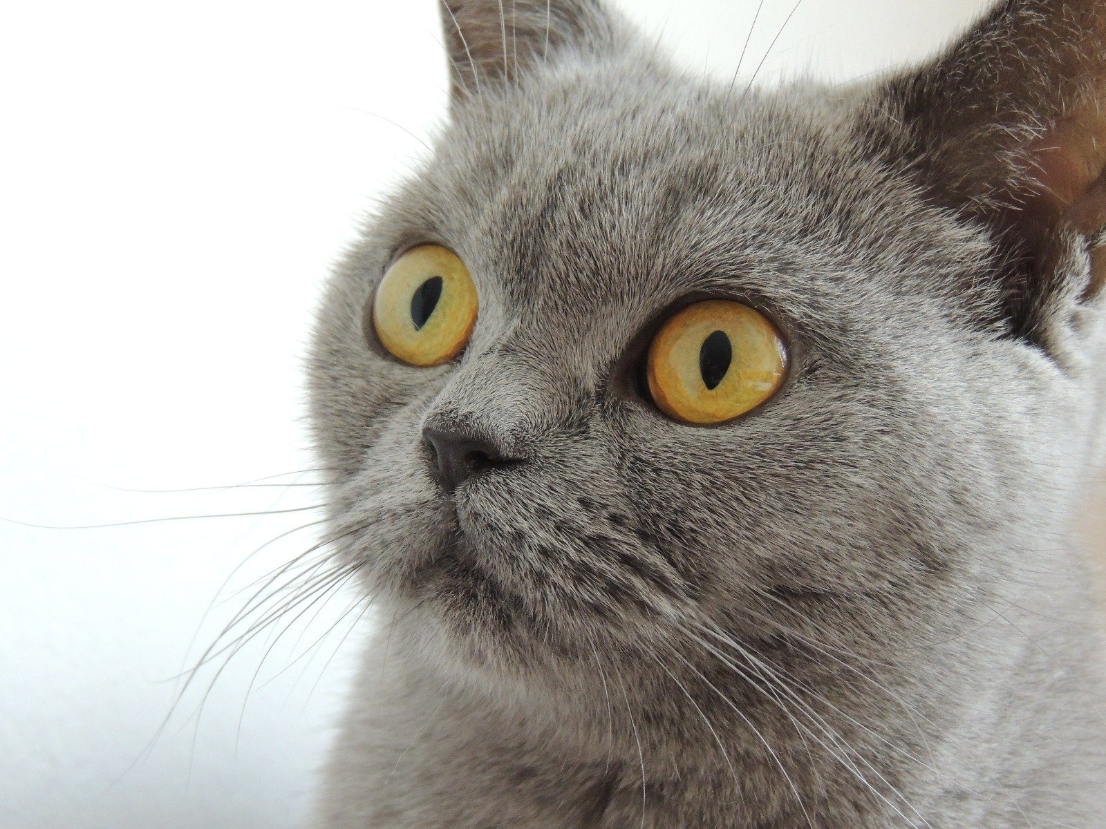 Gros plan d'un chat avec de grands yeux ambrés et une face plate