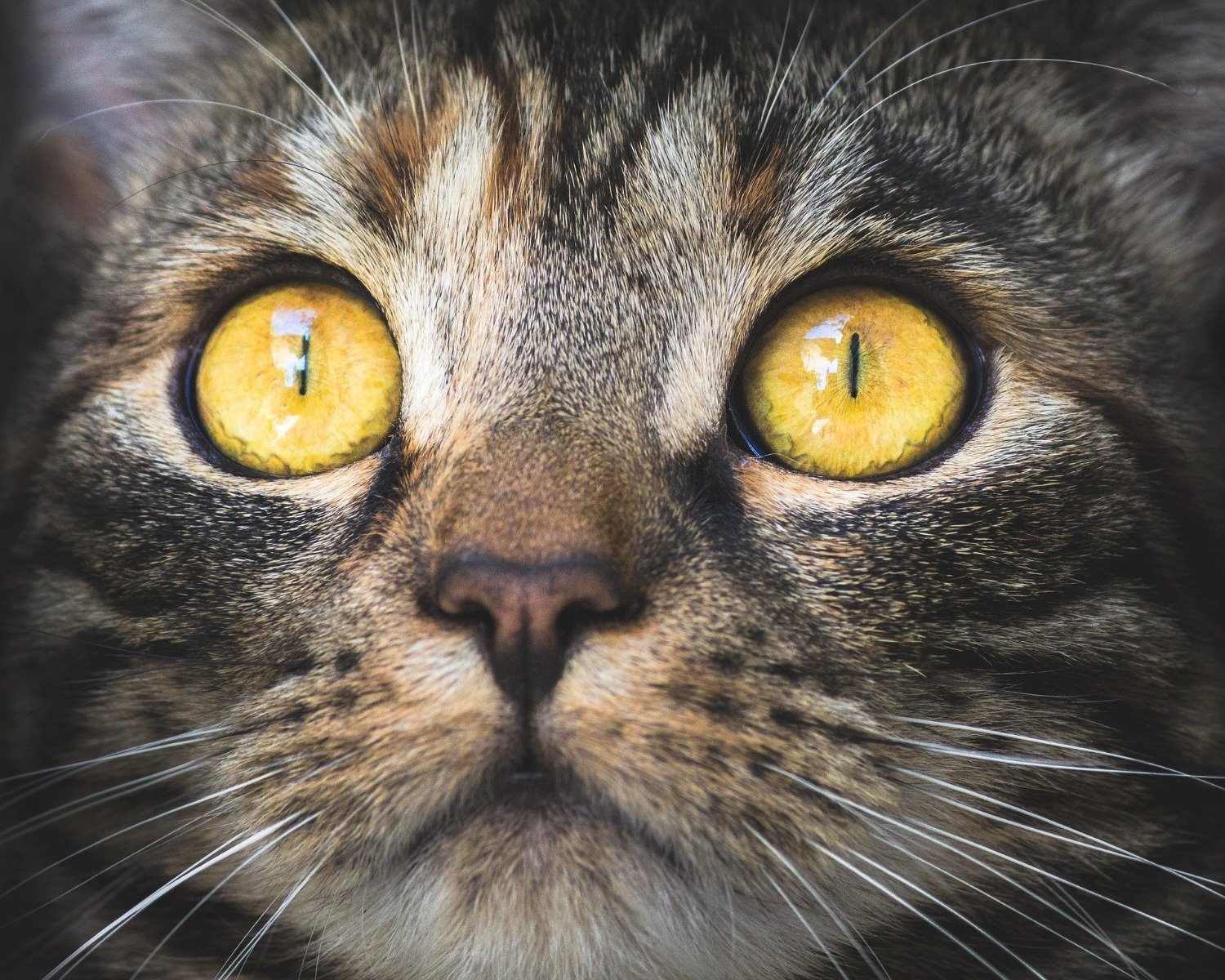 Gros plan d'un chat aux grands yeux brillants ambrés