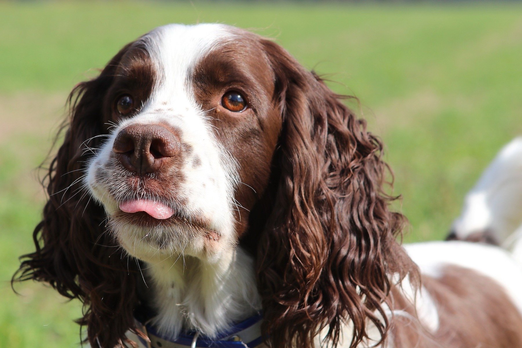 Mon Chien A Mangé Du Chocolat Que Faire Quels Risques Et