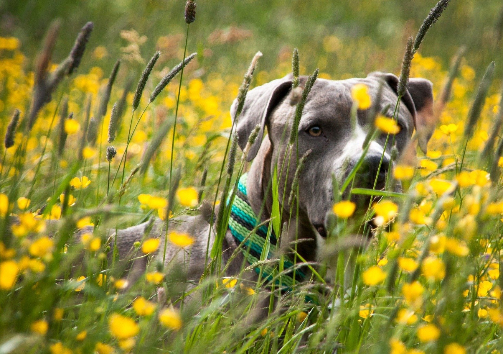 Age Du Chien Le Calcul En équivalent Humain âge Adulte