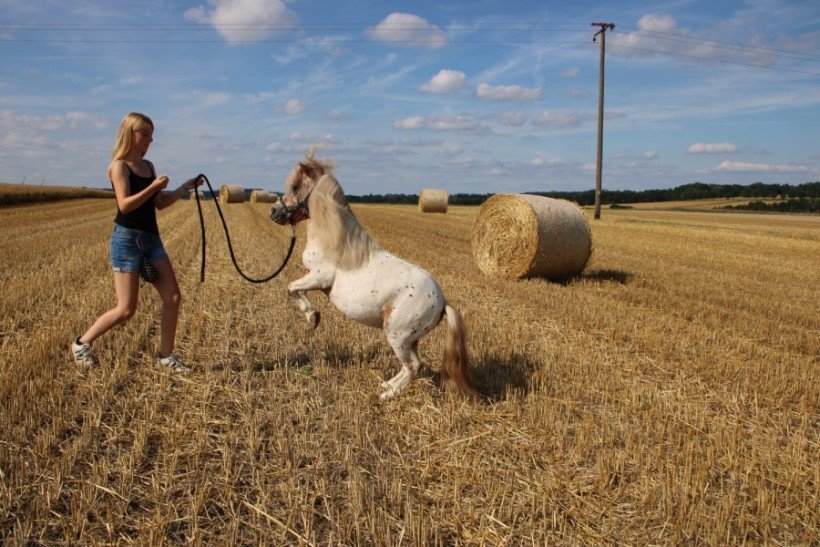 Poney Shetland : caractère, origine, santé et alimentation de ce