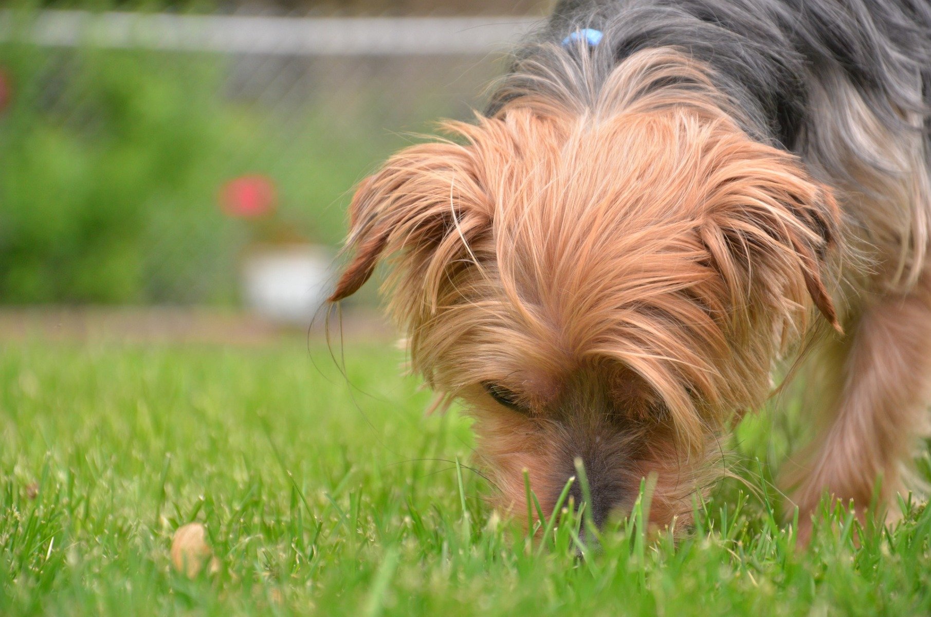 Mon chien vomit: comment agir en cas de vomissement?