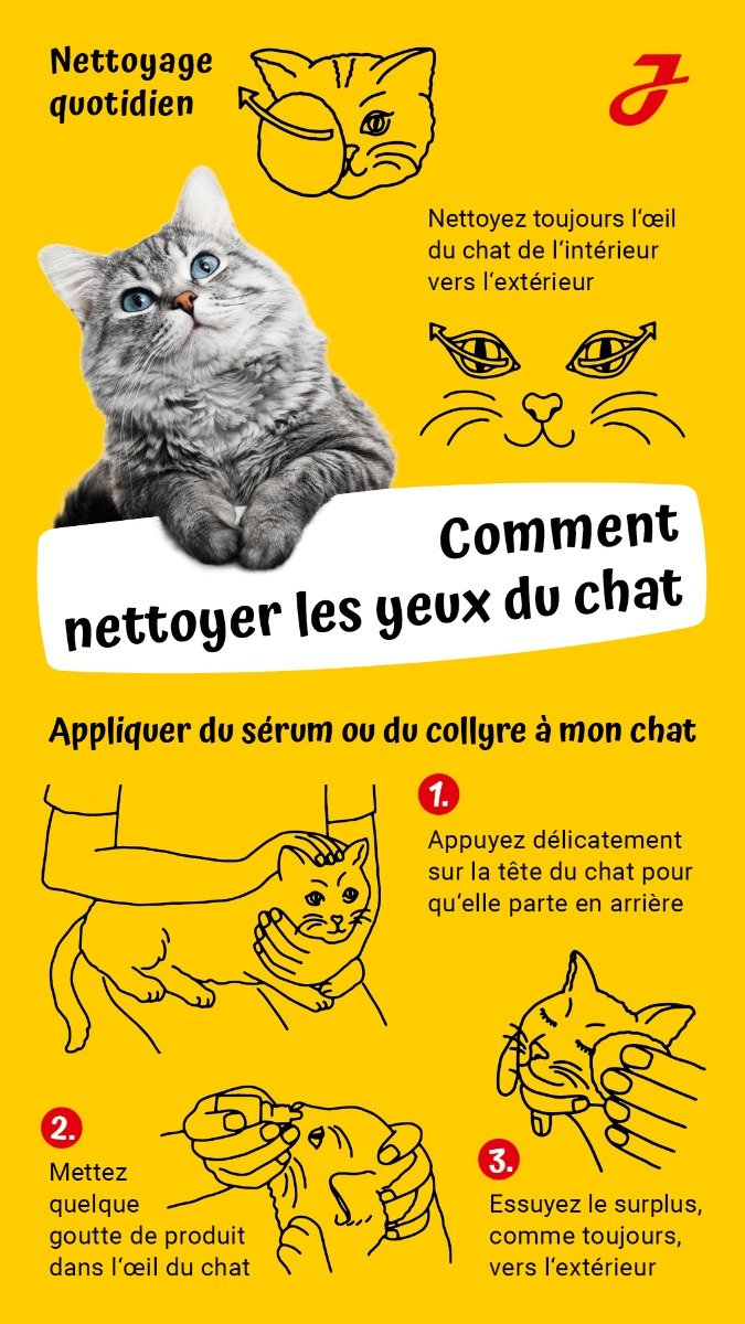 Comment prendre soin des yeux de son chat - Companimo Blog