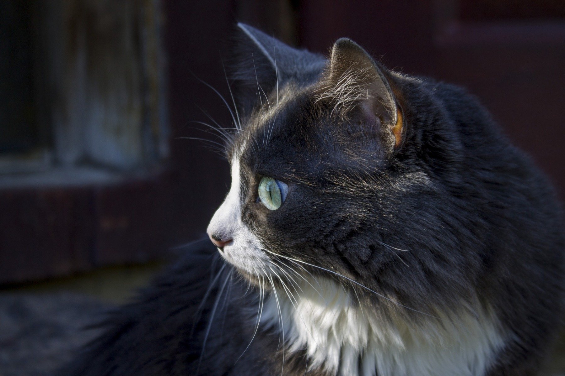 Teigne Du Chat Comment La Reconnaitre La Prevenir